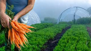 Carrots Without Weeds