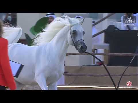 N 143 SULTAN AL SHAQAB   4th Souq Waqif International Arabian Horse Show 2023   Stallions 11 Years a