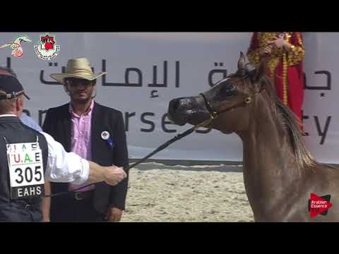 N 305 AL ARYAM RASMI   Emirates AHBC