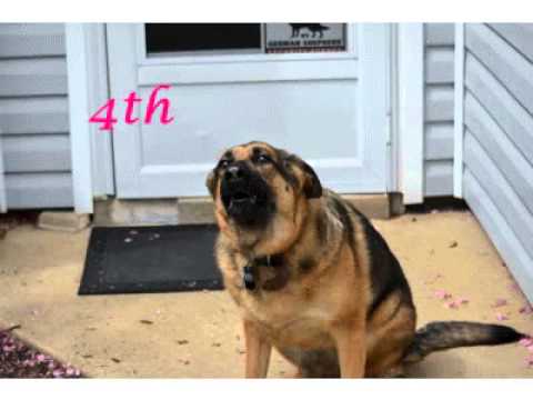 Happy Birthday Shasta