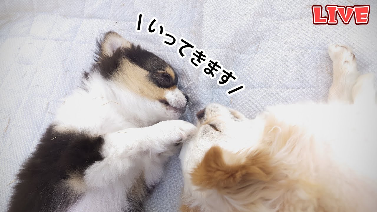 【Live】今週末に巣立つ仔犬と過ごす最後の週末雑談配信【ブリーダー】