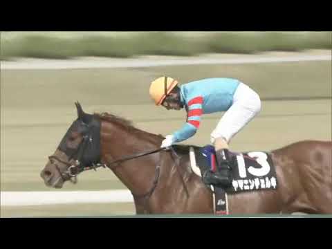 2025.04.06 Violet Stakes (JPN) - Yamanin Cerchi