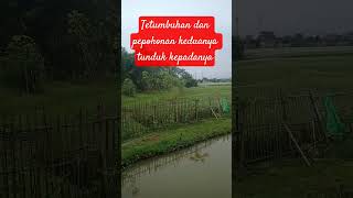 Download lagu Tetumbuhan dan pepohonan keduanya tunduk kepadanya#shortvideo #fypyoutube #quotes #istagfar #laz klp mp3