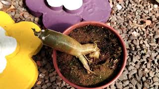 Olho clnico isso pode salvar sua planta! 