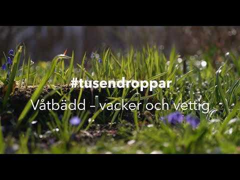 Våtbädd – vacker och vettig – kortversion