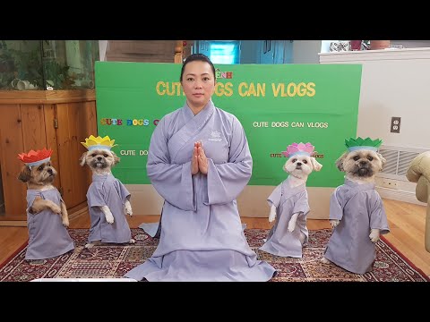 , title : 'Phật Pháp nhiệm mầu, Bốn bé chó tuyệt vời đội hoa lễ Phật, mừng ngày Phật đản 2020'