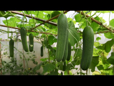 YouTube video about: What is 3g cutting in plants?