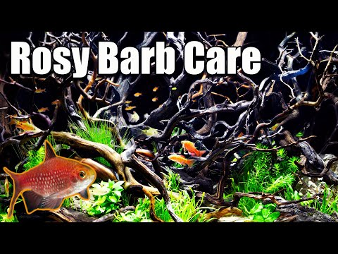 Rosy Barb — care a breeding flash of red