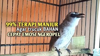 Download lagu Trucuk BETINA memanggil Jantan Suara Birahi Ngecuplik 100% pancingan trucukan gacor agar BUNYI EMOSI mp3