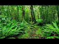 (No Copyright) Relaxing Music-Relaxing Jungle Sound With Birds, Nature -Meditation & Stress Relief