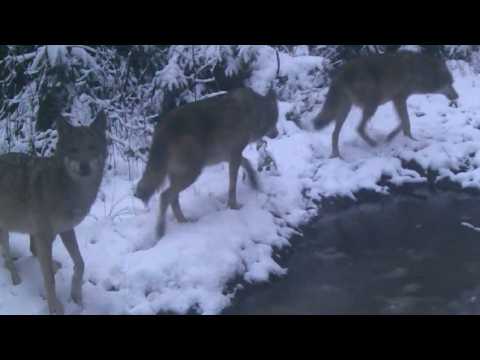 The wolf suddenly smelled a human, look how he reacted
