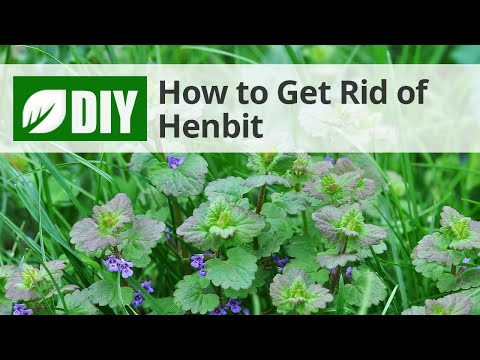  How to Get Rid of Henbit Video 