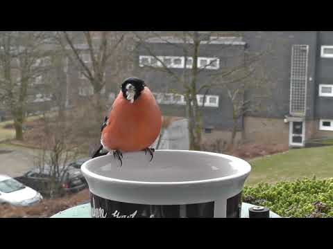 2019 03 11 Kohlmeise und Dompfaff