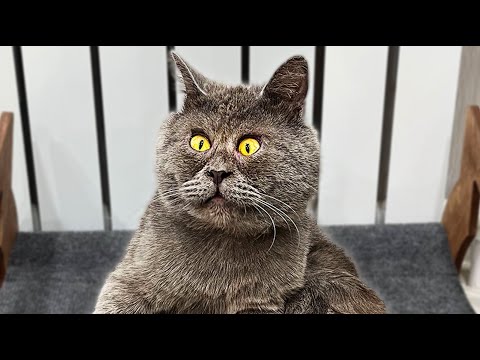 Cross Eyed Cat Looks Like A Cartoon