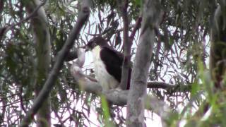 preview picture of video 'Buteo brachyurus - Short-Tailed Hawk'