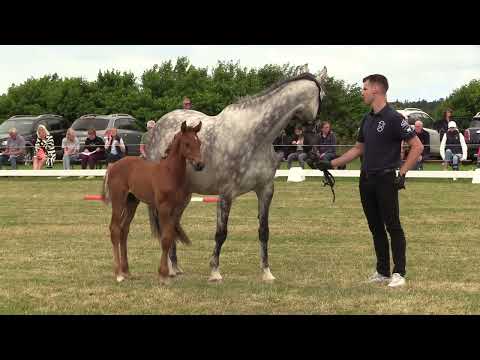 Holsteiner Fohlenschau Föhr 2022 | HF | Conthargos x Cayado x Casall | St. 3389 | ZG Rörden