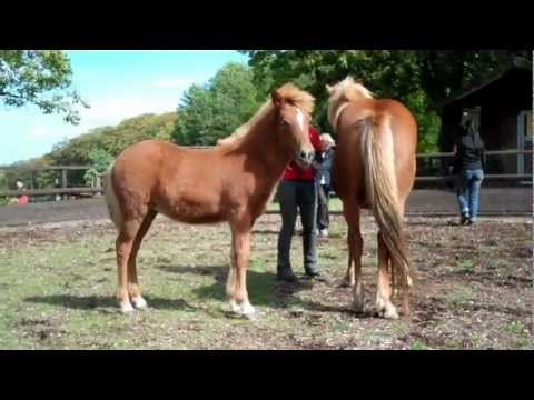 Ísól vom Kronshof II - Fohlenbeurteilung 2011 (8,20)