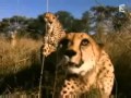 Here Kitty Kitty Kitty Wmv