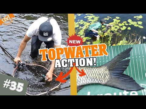 DAS macht SÜCHTIG! Topwater Angeln auf Barsch und Rapfen! Mission Raubfisch (NEW)
