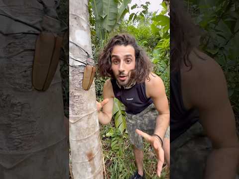 Le deuxième mon grand scarabée du monde !! 🪲🌎