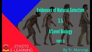 Evidences of Natural Selection