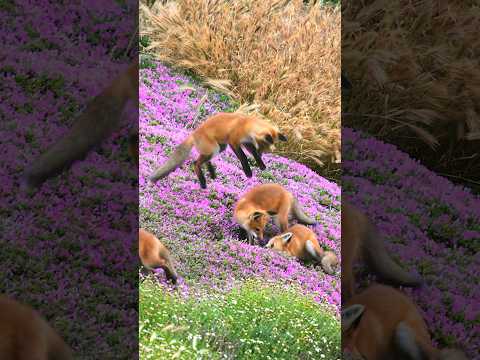 Red Fox Kit Siblings Playing & Pouncing! #shorts