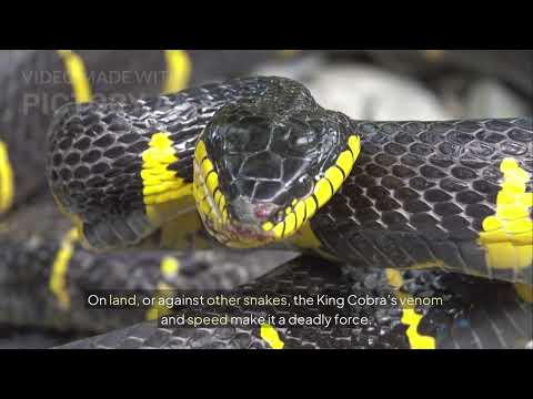 King Cobra VS Anaconda 