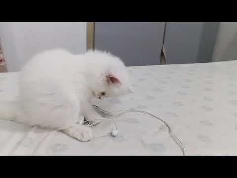 MY NEW PERSIAN CAT || NAME IS ‘’JACKU” || SUBSCRIBE TO MY CHANNEL || Ep:01
