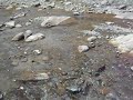 Pseudecheneis eddsi Pseudecheneis eddsi