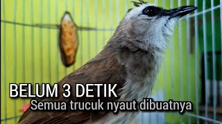 kicau suara trucukan gacor TARUNG MEMANCING LAWAN ahlinya jadikan burung trucuk gacor NYAUT SEKETIKA