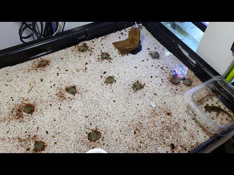 How to Culture Live Blackworms Like a Pro! Live Food for Newts, Axolotls, Corydoras Bottom Feeders