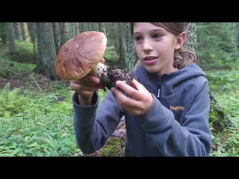 Dan vrganja, boletus edulis 3.9.2022.