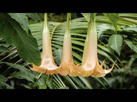 The Dangers of ‘Angel's Trumpet': What to Know About The TOXIC Plant Native to Florida