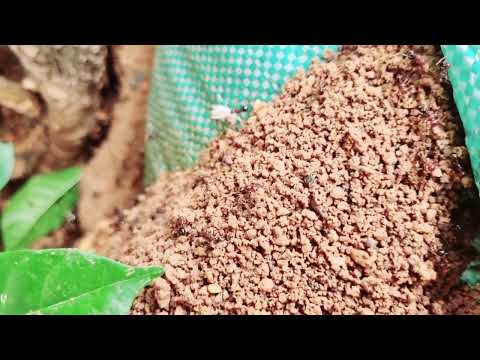 Secret Megalopolis of Ants Uncovered Truly a Wonder of the World! |viral| video |