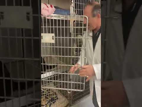 Pet Stop Vet Clinic Post Op Patients