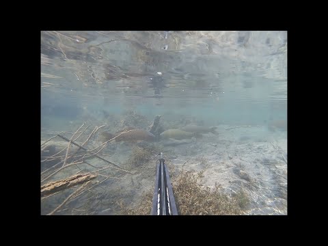 Spearfishing for carp and suckers