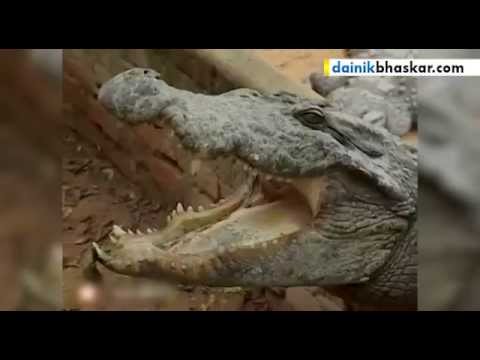 Vegetarian Crocodile Which Only Eat Prasad Which Came From Devotees