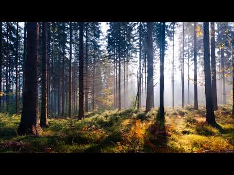 Lazarus Moment - Reminiscence