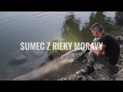 Sumec 196cm,rieka Morava |Catfish 196cm,Morava river