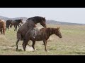 Horse And Donkey Groom Each Other New Meeting Murrah 2023 August 12 Episode 9