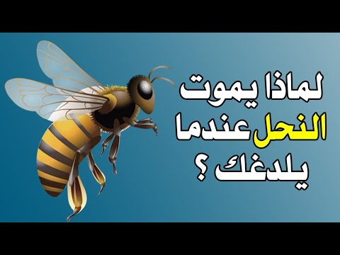 لماذا يموت النحل عندما يلدغك ؟