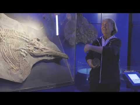 Ein Ichthyosaurierskelett, erklärt von Dr. Annette Richter im Landesmuseum Hannover