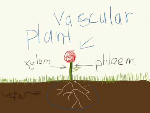 Vascular plants