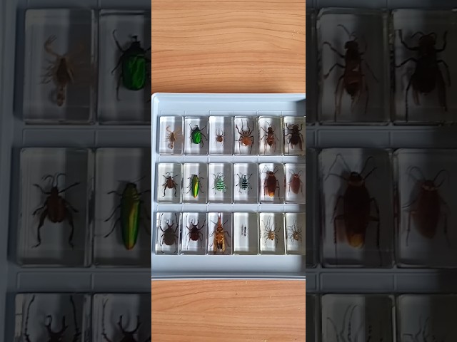 Vídeo relacionado con 20 Piezas de Insectos Preservados en Resina - Colección de Especímenes para Pisapapeles Transparente - Varios Especímenes Reales