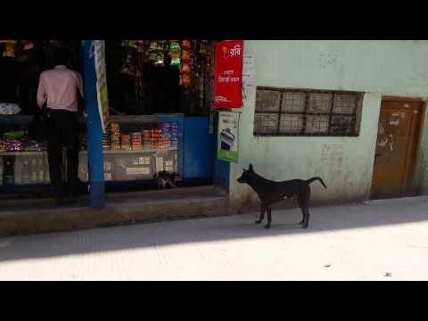 Crazy cat by Arif Moinuddin Babu