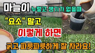 마늘이 누렇고 잘자라지않는다면 요소 말고 이렇게 두가지만해주면 굵고 파릇파릇해집니다 #마늘키우기