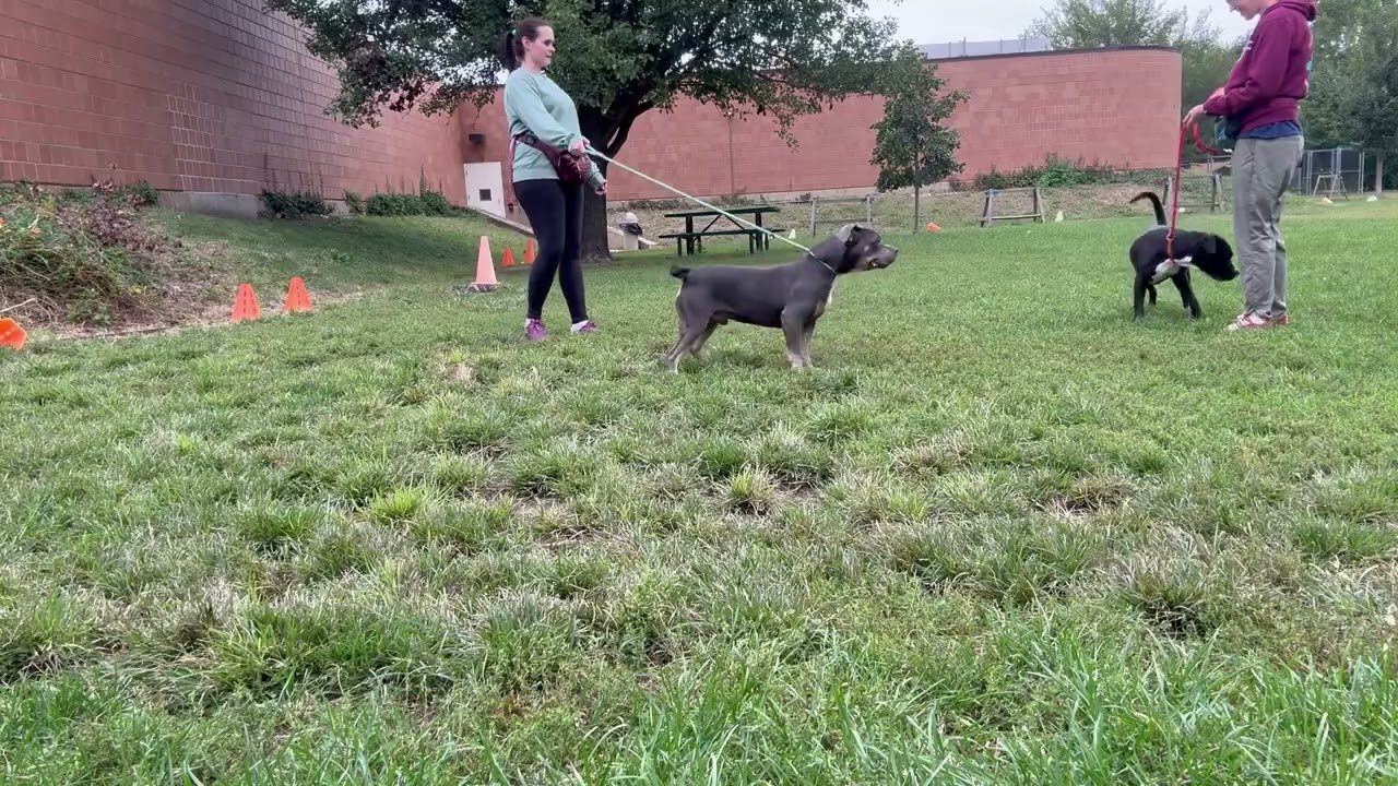 Lamont's Leash Test 2