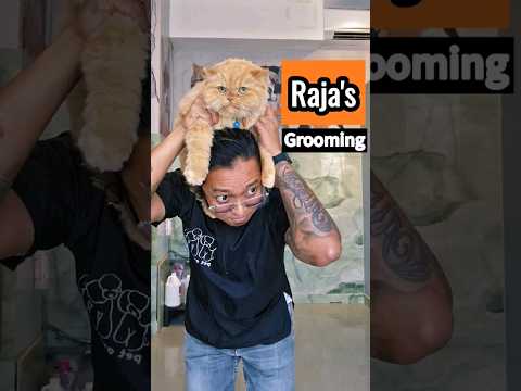 RAJA'S Grooming🧡🧡🧡 #raja #gingercat #goodboy #catgrooming #catgroomer #cat #catlovers #cutecat