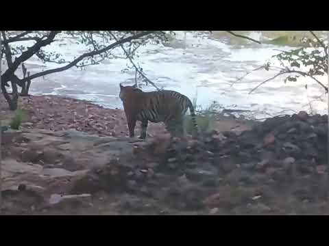 Rare Tiger Sighting by the Lake | Ranthambore Wildlife