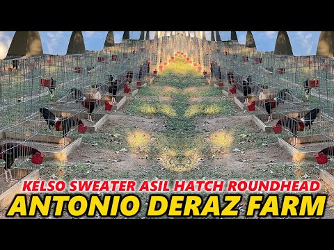 Giro Grey Kelso Sweater Asil Hatch Roundhead - Beautiful Birds DERAZ FARM